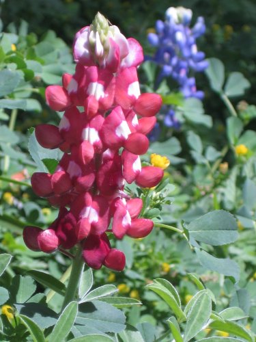 25 ALAMO FIRE MAROON TEXAS BLUEBONNET LUPINE Lupinus Texensis Flower Seeds 25 ALAMO FIRE MAROON TEXAS BLUEBONNET LUPINE Lupinus Texensis Flower Seeds