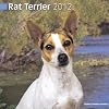 Rat Terrier 2012 Wall Calendar #30435-12