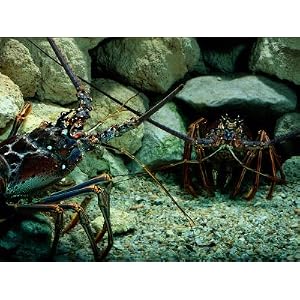 Spiny Lobsters Confront One Another over Territory
