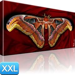 Schmetterling Bild Leinwand Insekten Tier Bilder 100x55 XXL Bilder / Wandbilder / Kunstdruck / Leinwandbild / Pictures on Canvas Besser als Poster !