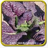 1 Oz Mustard Seeds - 'Red Giant' Bulk Vegetable Seeds thumbnail