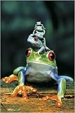 Posters: Frogs Poster - Family (36 x 24 inches)