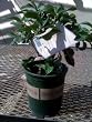 Eureka Lemon Tree One Gallon Plant
