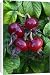 Canvas Prints of USH-2448 Rugosa Rose or Japanese Rose - Ripened hips in autumn from Ardea Wildlife Pets