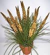 24" Silk Torch Flower and Wild Grass (gold)