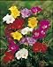 Unwins Bulbs - Freesia Single 15 prepacked bulb(s)