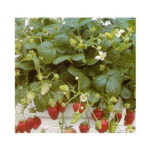 Strawberry Seed: 60 Everbearing Strawberry Temptation Seeds. Grow fresh tasty straw berries. High Germination Rates. Perfect For Indoor Or Outdoor Strawberries or Planting Seedlings Early. Complete Growing & Transplanting Instructions Included. Free Shipping.