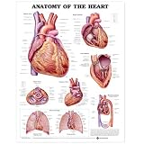 Anatomy of the Heart