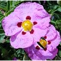 Cistus Incanus Tee 250g