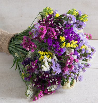 Flower Statice Seeker Mix D1923k (Multi) 100 Open Pollinated Seeds by David's Garden Seeds Flower Statice Seeker Mix D1923k (Multi) 100 Open Pollinated Seeds by David's Garden Seeds