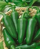 Tam Jalapeno Hot Pepper Seeds - Capsicum Annuum - 1 Grams - Approx 180 Gardening Seeds - Vegetable Garden Seed