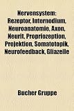 Nervensystem: Rezeptor, Internodium, Neuroanatomie, Axon, Neurit, Propriozeption, Projektion, Somatotopik, Neurofeedback, Gliazelle