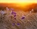 Photographic Prints of Field flowers in corn field - barley field with cornflowers and scentless from Ardea Wildlife Pets