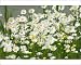 Photographic Prints of Ox-Eye Daisy - flowers blowing in wind from Ardea Wildlife Pets