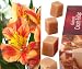 Alstroemeria Flowers with Guernsey Fudge