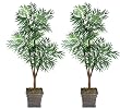 Two 6' Phoenix Tripled Artificial Trees Silk Plants, with No Pot, Minor Assembly Required.