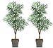 Two 6' Phoenix Tripled Artificial Trees Silk Plants, with No Pot, Minor Assembly Required.