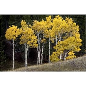 photographie Fall aspens in in Paradise Valley, near Bozeman. est disperible en (L x H): 100 x 7...