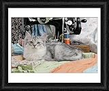Framed Print of CAT. Tiffanie with sewing machine from Ardea