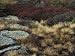 Fall Scene with Lichens, Tufts of Golden Grass, and Wildflowers Photographic Poster Print by Sylvia Sharnoff, 12x16