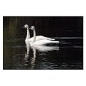 Twin Swans by Kurt Shaffer - 1.5"