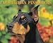 Doberman Pinschers 2009 Wall Calendar