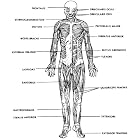 Basic Human Body Anatomy Workbook by  U.S. Army Medical Department