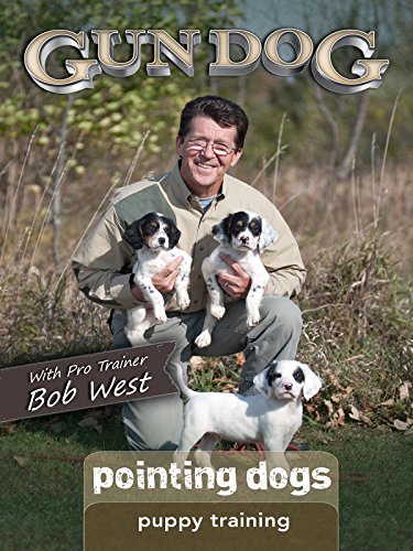 Gun Dog Puppy Training Pointing Dogs