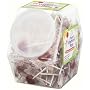 YummyEarth Organic Vitamin C Pops (125 Count), 30-Ounce Counter Bin