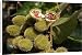 Canvas Prints of WAT-8976 Annatto / Achiote / Lipstick tree - medicinal, not edible from Ardea Wildlife Pets