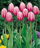 10 Darwin Hybird 'Pink Impression ' Tulip Flower Bulbs