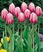 10 Darwin Hybird 'Pink Impression ' Tulip Flower Bulbs