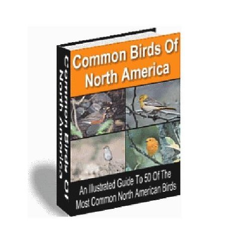 Common Birds of North America (Pink Panda Publishing) 