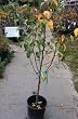 Surecrop Pear Tree -- 12 by 12 Inch Container
