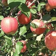 青森リンゴ果汁100％のストレートリンゴジュース　林檎園1000g×24本入り