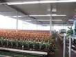 Guzmania Bromeliad Assorted Case Pack