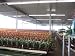 Guzmania Bromeliad Assorted Case Pack