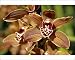 Photographic Prints of Miniature Cymbidium, Samares Lewes Orchid from Prints Prints Prints
