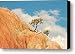 Bonsai Rock Art
51%2BDK6P59mL. SL75 Bonsai Rock Art