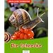 Die Schnecke