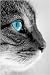 "Cat Stuff" A Cat Owners Guide