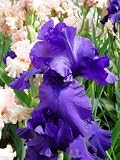 Amazon / Hirts: Perennials; Sun: Breakers Iris Perennial - Rebloomer - Potted