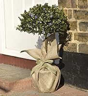 Potted Caenothus Tree