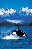 Orca (Leaping Out of Water) Art Poster Print - 24" X 36"