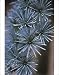 Photographic Prints of Blue atlas cedar (Cedrus Glauca) from Science Photo Library