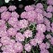High Angle View of Globe Candytuft Flowers (Iberis Umbellata) Photographic Poster Print by A. Moreschi, 16x16