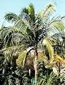 Hurricane Palm 10 Seeds