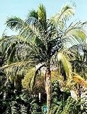 Amazon / Hirts: Seed; Palm: Hurricane Palm 10 Seeds - Dictospermum album var rubrum