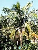 Hurricane Palm 10 Seeds