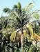 Hurricane Palm 10 Seeds